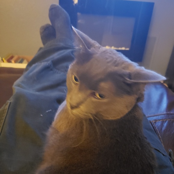 Meet your Posher, Felipe - Picture 1 of 1